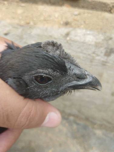 ayam cemani Indonesian breed 