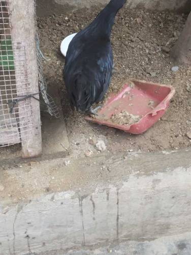 ayam cemani Indonesian breed 