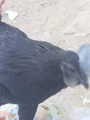 ayam cemani Indonesian breed 