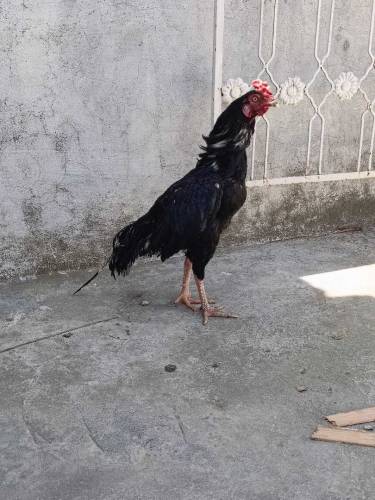 Aseel Mushka Patha For Sale