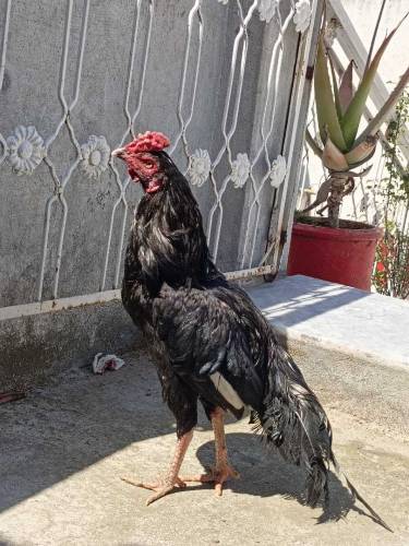 Aseel Mushka Patha For Sale
