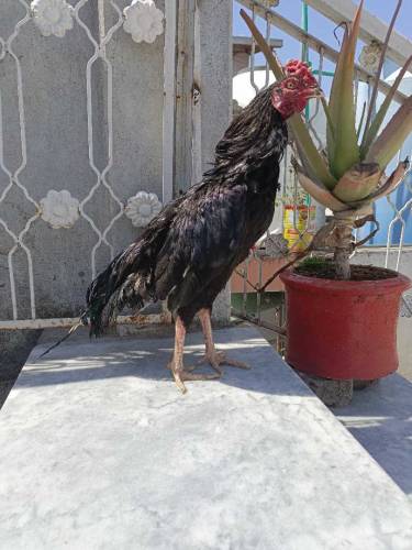 Aseel Mushka Patha For Sale