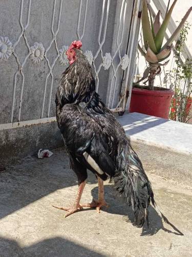 Aseel Mushka Patha For Sale