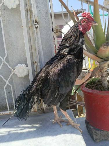 Aseel Mushka Patha For Sale