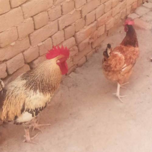 Dasi Morgha Morgi