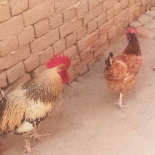 Dasi Morgha Morgi