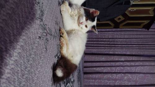 I am selling two small cats of four months