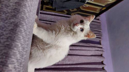 I am selling two small cats of four months