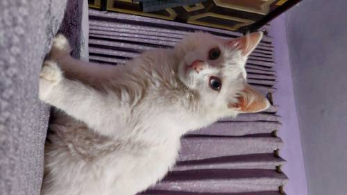 I am selling two small cats of four months