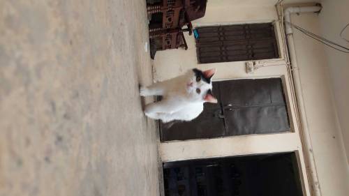 I am selling two small cats of four months