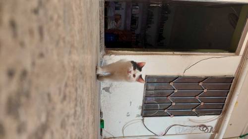 I am selling two small cats of four months