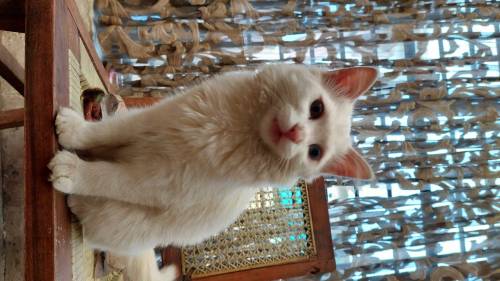 I am selling two small cats of four months