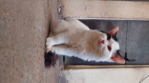 I am selling two small cats of four months