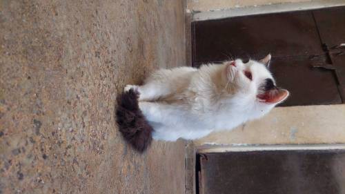 I am selling two small cats of four months