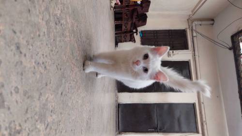 I am selling two small cats of four months