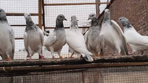 baby pegions for sale