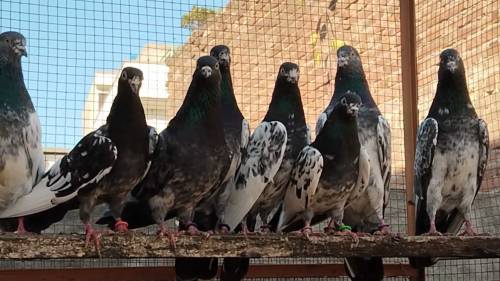 baby pegions for sale