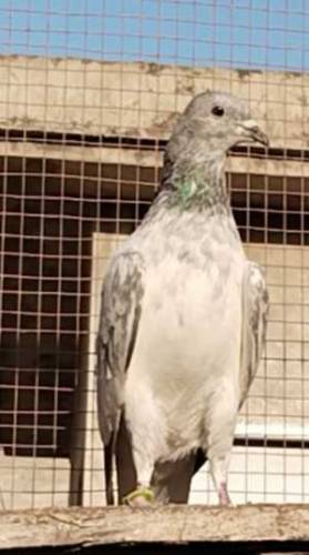baby pegions for sale