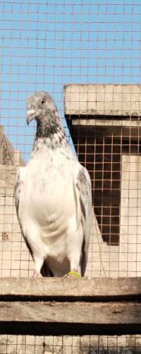 baby pegions for sale