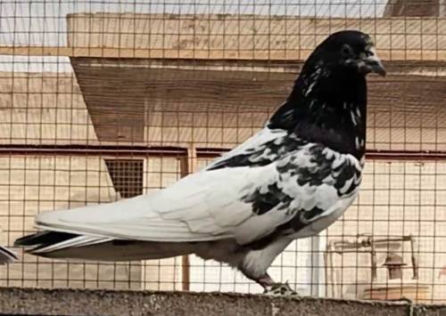 baby pegions for sale