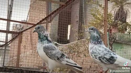 baby pegions for sale