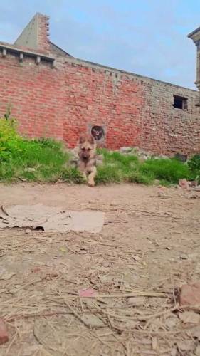 Disi pagyarri rare and old breed of pakistan