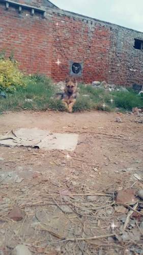 Disi pagyarri rare and old breed of pakistan