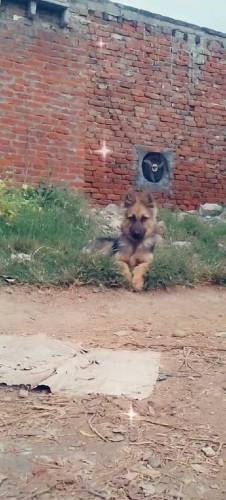 Disi pagyarri rare and old breed of pakistan