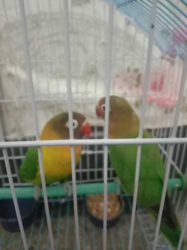 Fesher pair cnfrm breeder hai 