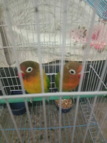 Fesher pair cnfrm breeder hai 