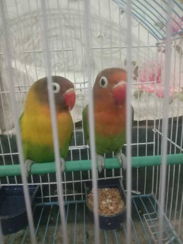 Fesher pair cnfrm breeder hai 
