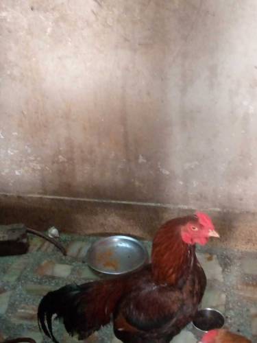 aseel Murga Heera breed 