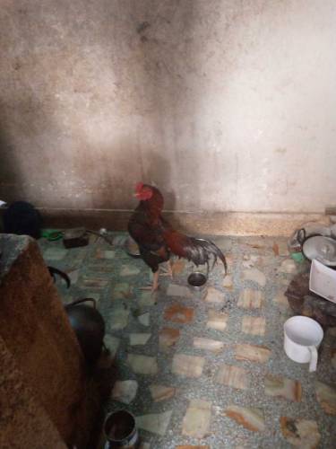 aseel Murga Heera breed 