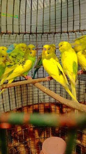 Parrot 