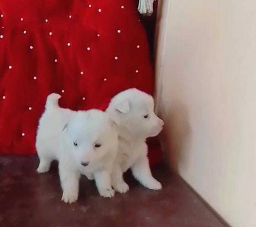 white Russian puppy for sale 