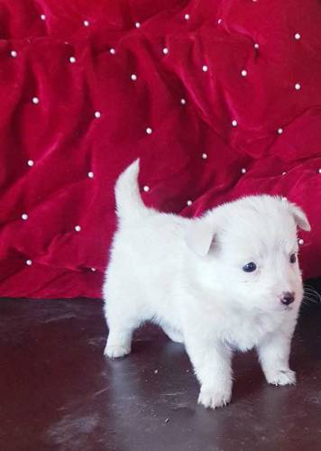 white Russian puppy for sale 