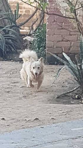 white Russian puppy for sale 