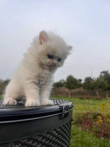MashAllah Pure Persian High Quailty kittne 