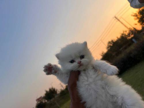 MashAllah Pure Persian High Quailty kittne 