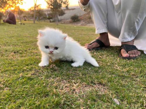 MashAllah Pure Persian High Quailty kittne 