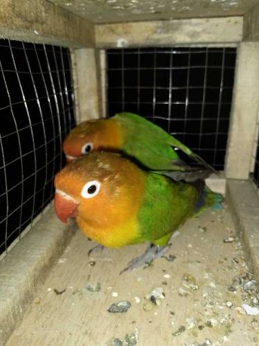 Breeder pair ha