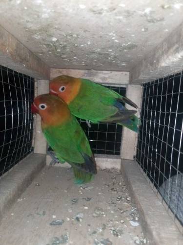 Breeder pair ha