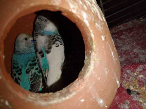 asturalion parrot 