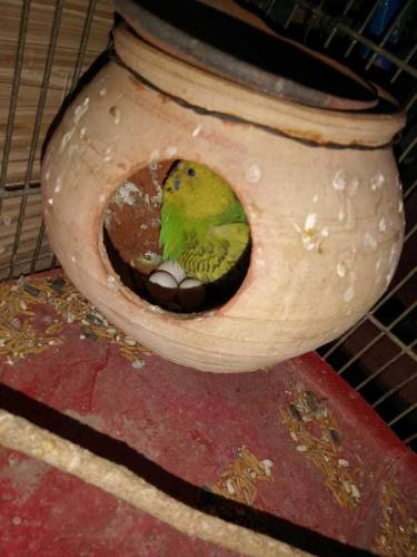 asturalion parrot 