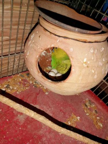 asturalion parrot 