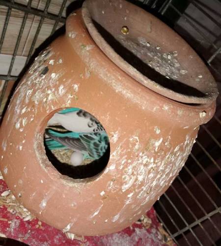 asturalion parrot 