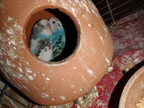 asturalion parrot 