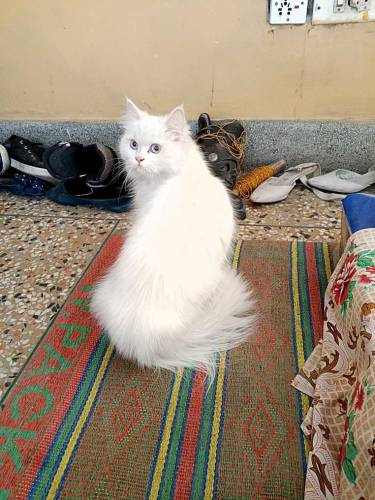 Persian cat tripple coat blue eyes