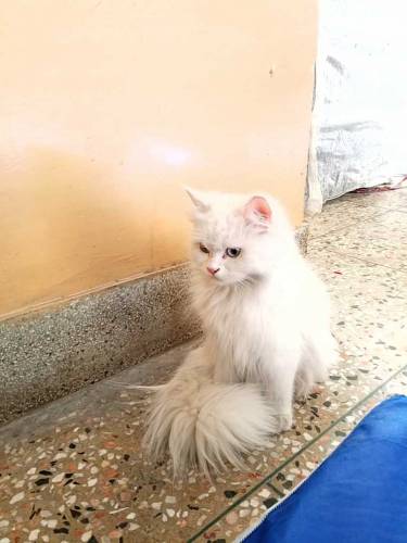Persian cat tripple coat blue eyes