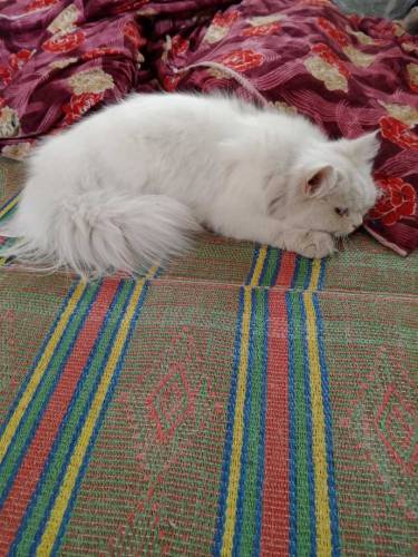 Persian cat tripple coat blue eyes